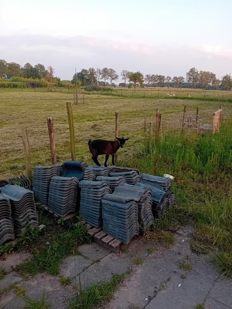 Mooi handtam dwerggeitje(bokje)