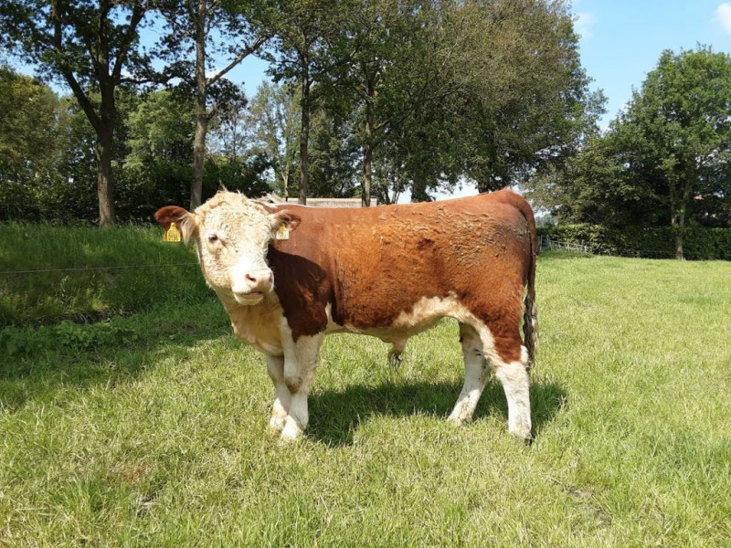 TE KOOP HEREFORD STIER