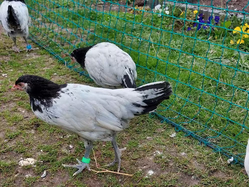 Lakenvelder hoenders 5 kippen 1 haan van 31 maart