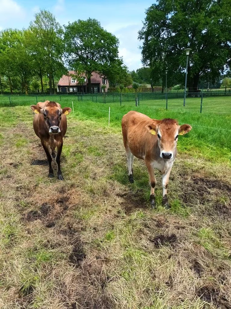 Jersey koe en kalf