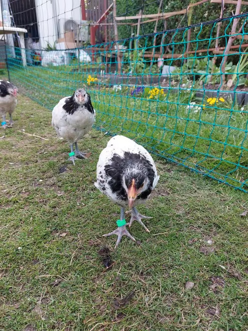 Lakenvelder hoenders 5 kippen 1 haan van 31 maart