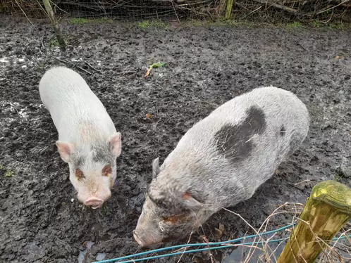 Twee prachtige varkens (kunekune)