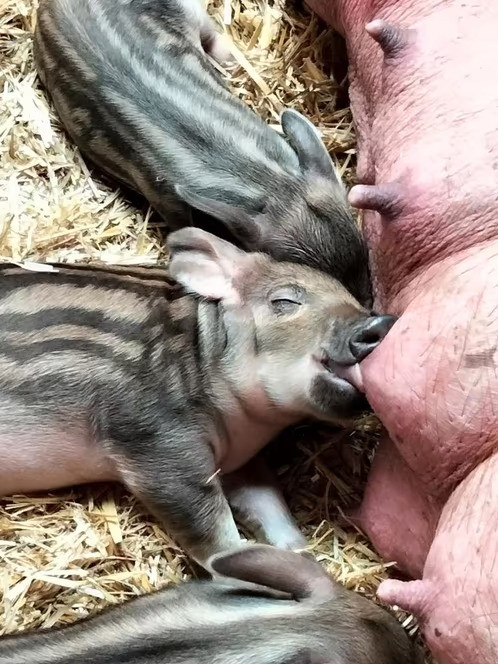 Husumer/Mangalitza wolvarken biggen.