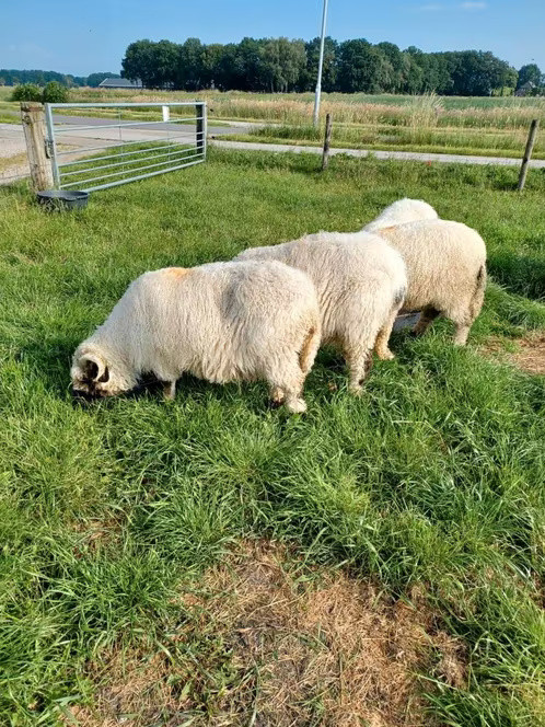 Walliser schapen