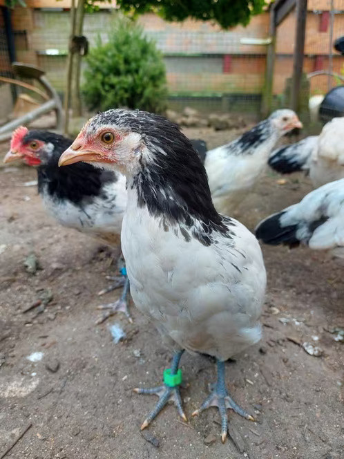 Lakenvelder hoenders 5 kippen 1 haan van 31 maart