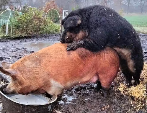 Husumer/Mangalitza wolvarken biggen.