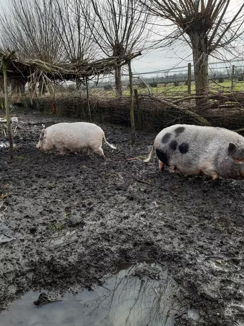 Twee prachtige varkens (kunekune)