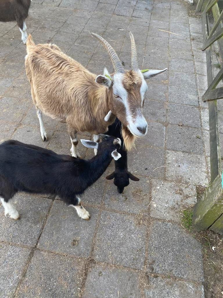 Toggenburger Geiten