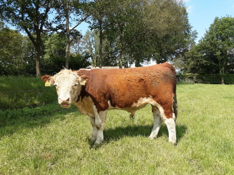 TE KOOP HEREFORD STIER