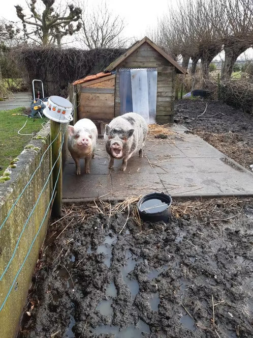 Twee prachtige varkens (kunekune)