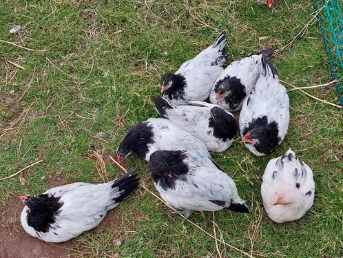 Lakenvelder hoenders 5 kippen 1 haan van 31 maart